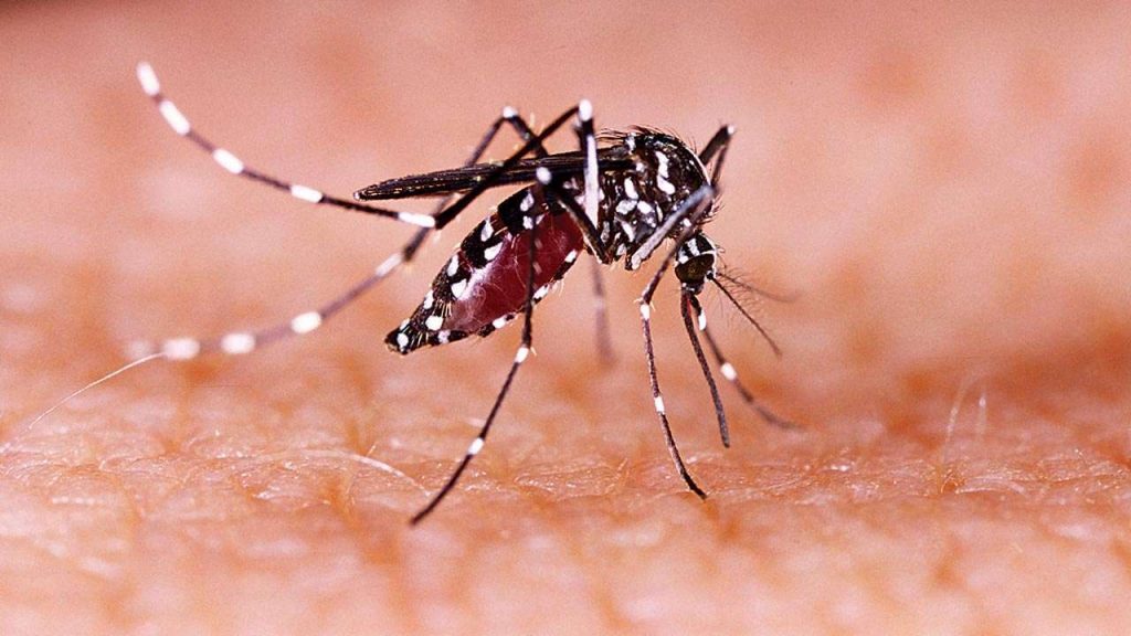 maharashtra zika virus