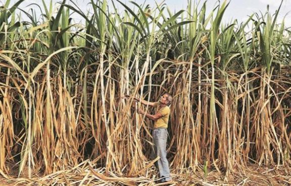 Punjab Sugarcane farmers movement 