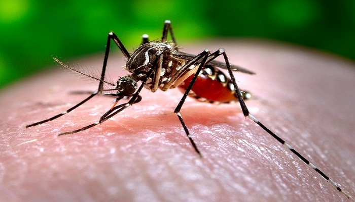 Dengue has wreaked havoc