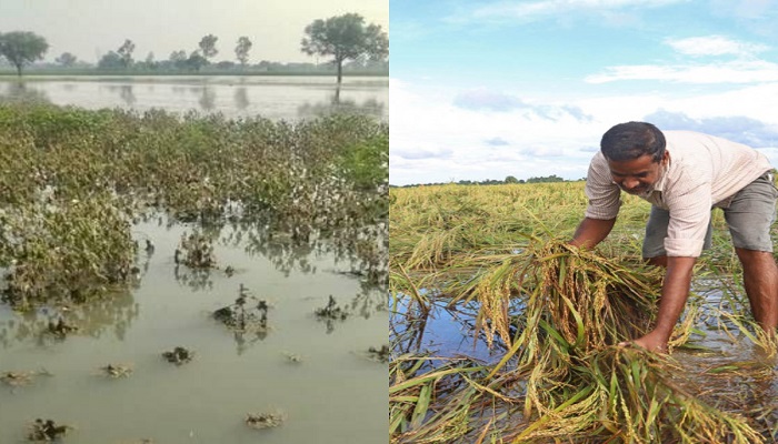 crop of cotton and paddy