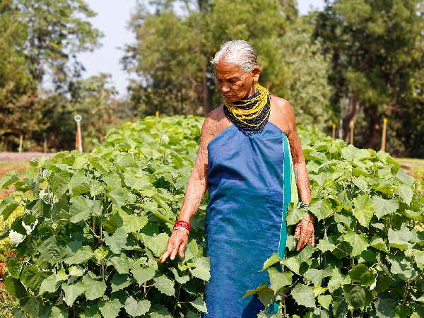 encyclopedia of forests padmashree tulsi gowda