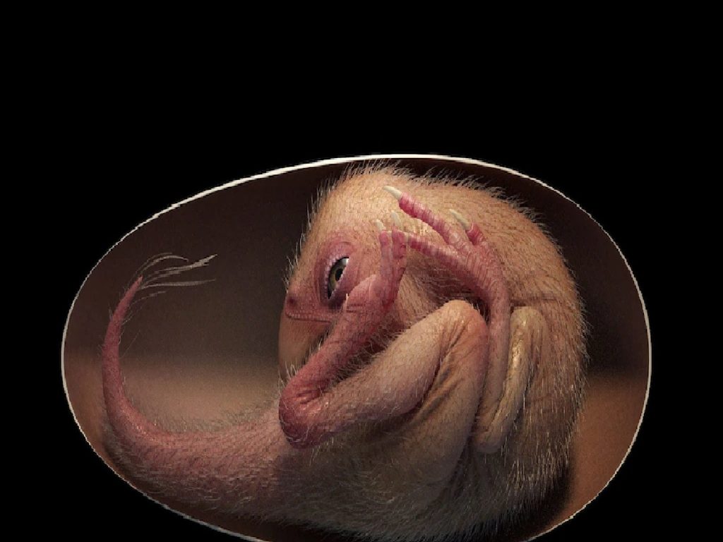 70 million year old baby