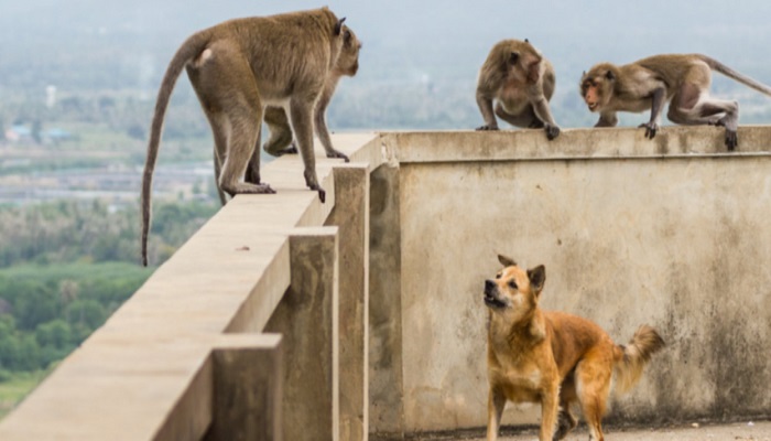 gang war between dogs and monkeys