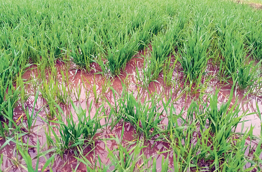 Unseasonal rains turn farmers