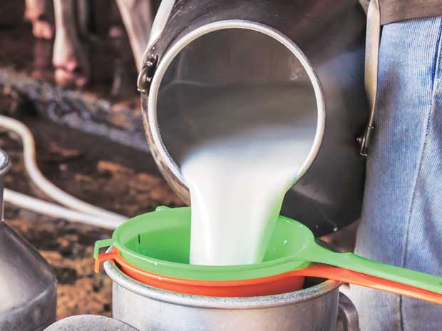 Punjab Milk Price 