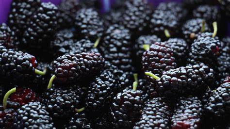 Mulberry health benefits
