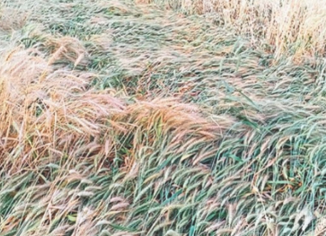 Damage to standing wheat