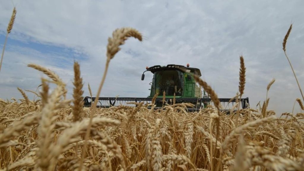 India banning wheat exports
