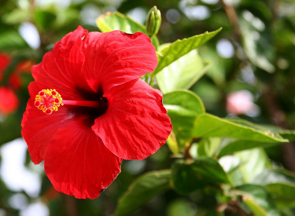 hibiscus flower hair care