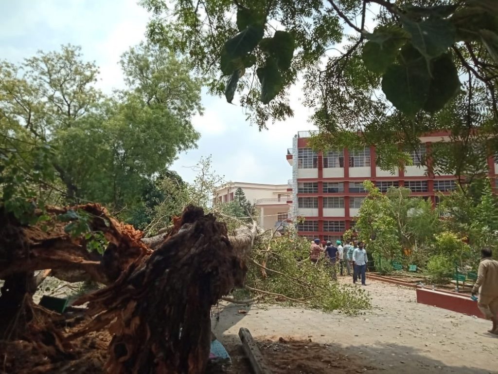 Chandigarh tree falling in convent school