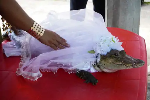 man married the crocodile