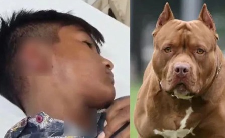 pitbull dog attack batala