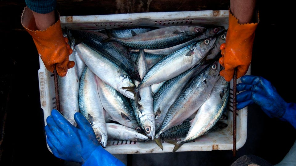 corona testing of fishes 