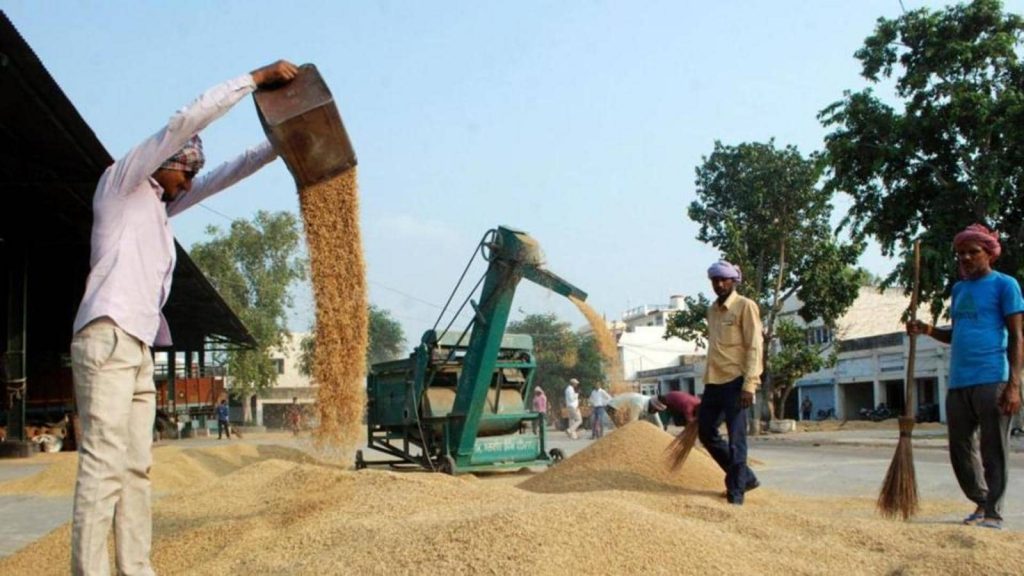 Punjab purchase of paddy