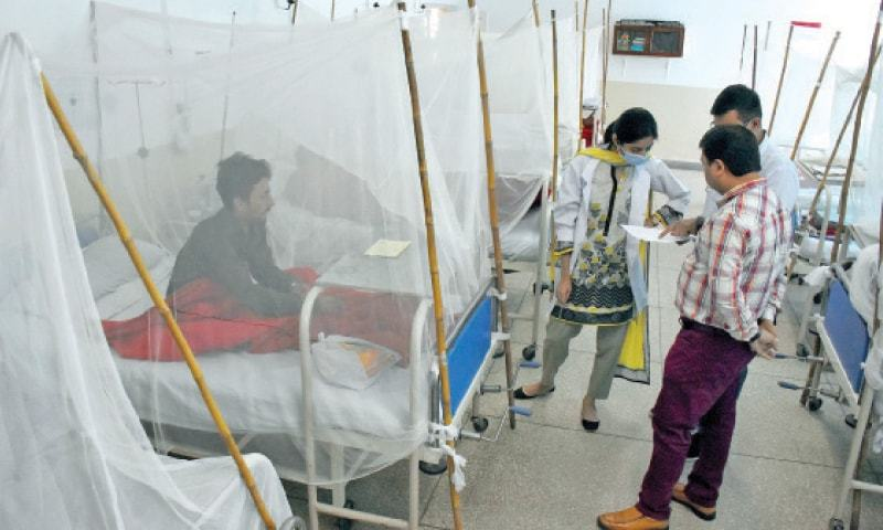 jalandhar dengue patients alert