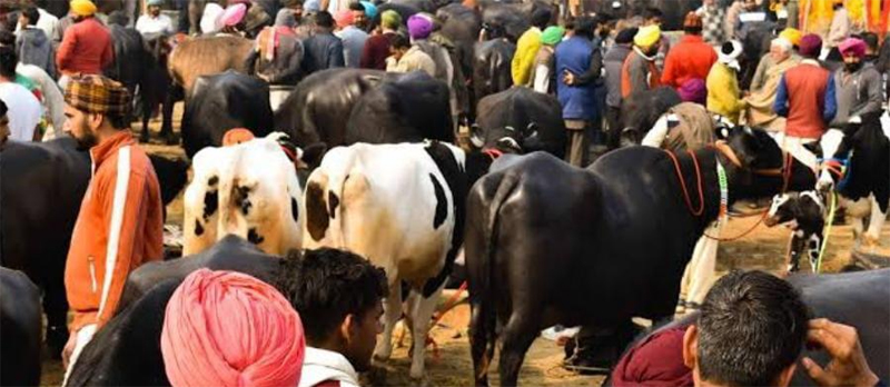 Cattle fairs in Punjab