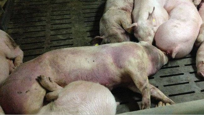 African Swine Fever Karnataka