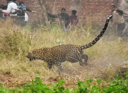 Panther found wandering in Deol