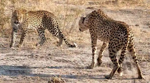 India to get over 100 Cheetahs