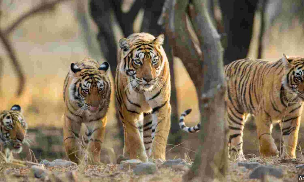 पीएम मोदी ने बाघों की गिनती जारी की