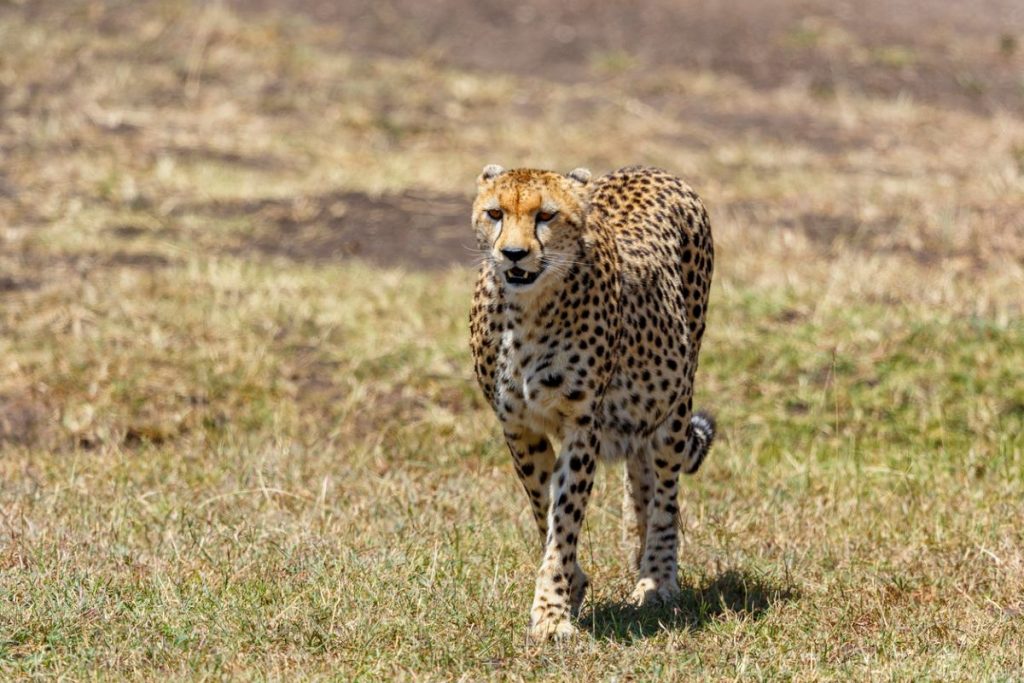 Another Cheetah Dies