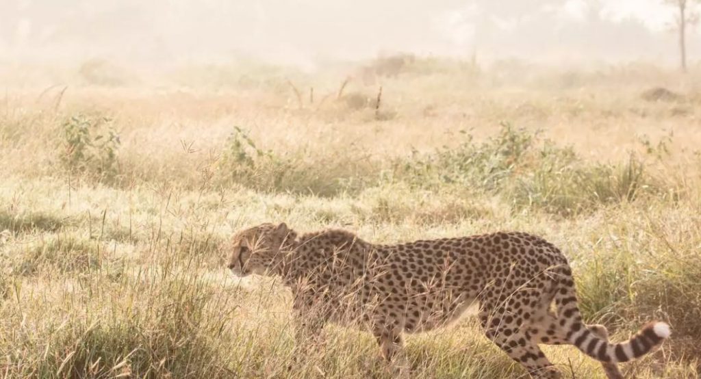 Female Cheetah Asha out
