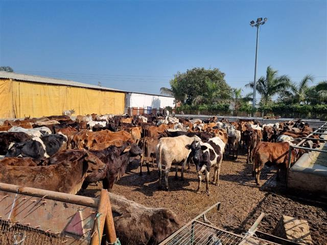 Karnal Cow Killing Case