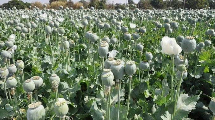 Ambala Opium Cultivation Caught