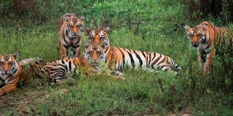 पीएम मोदी ने बाघों की गिनती जारी की