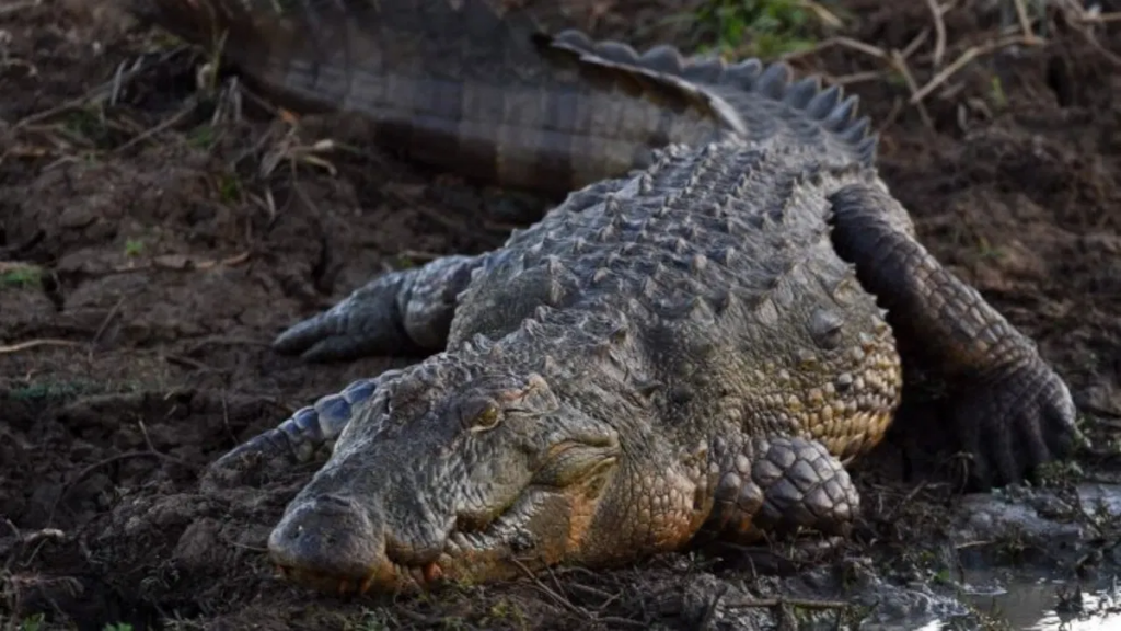 40 pet crocodiles killed 