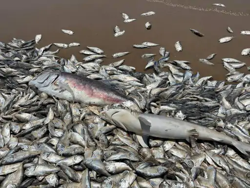 Millions of fish died 