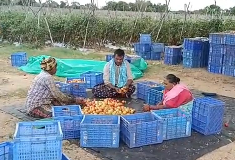Andhra Pradesh farmer earns