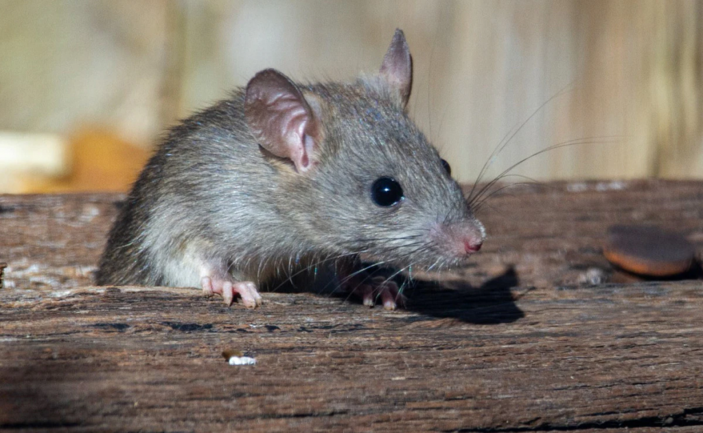 Rats gnawed patient's organs 