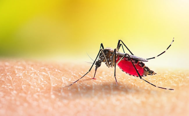 delhi dengue malaria patients 