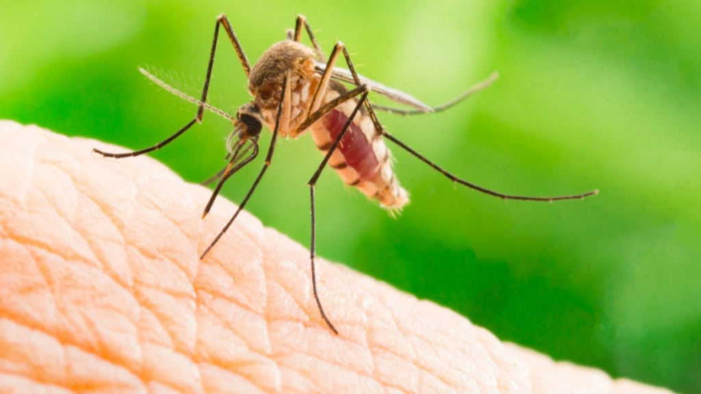 Rohtak Mosquito Malaria Dengue